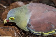 Treron curvirostra, NP Kubah