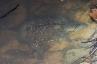 Dogania subplana, NP Kubah