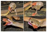 Boiga nigriceps, NP Kubah