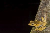 Polypedates otilophus, NP Kubah