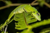 Bronchocela cristatella, NP Kubah