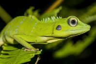 Bronchocela cristatella, NP Kubah