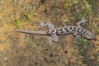 Cyrtodactylus cf. pubisulcus, Kubah NP 