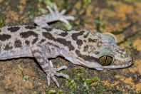 Cyrtodactylus cf. pubisulcus, Kubah NP 