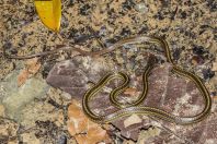 Dryocalamus tristrigatus, NP Kubah