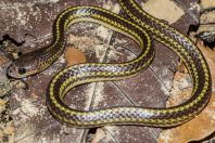 Dryocalamus tristrigatus, NP Kubah