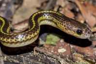 Dryocalamus tristrigatus, NP Kubah