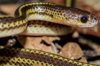 Dryocalamus tristrigatus, NP Kubah