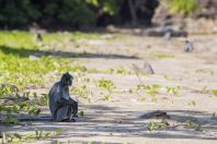 Trachypithecus cristatus, NP Bako