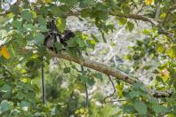 Trachypithecus cristatus, NP Bako