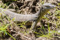 Varanus salvator, NP Bako