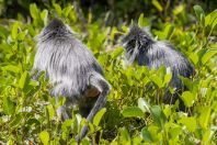 Trachypithecus cristatus, Bako NP