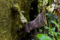 Beehive, Bako NP