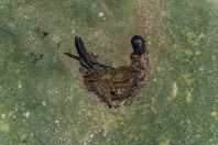 Swallows, Bako NP