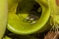 Microhyla borneensis, tadpoles, Kubah NP