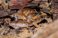 Microhyla borneensis, Kubah NP