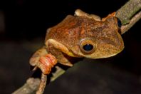 Rhacophorus pardalis, Kubah NP