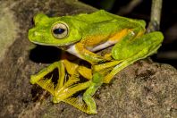 Rhacophorus nigropalmatus, Kubah NP