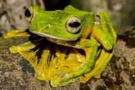 Rhacophorus nigropalmatus, Kubah NP