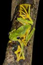 Rhacophorus nigropalmatus, Kubah NP