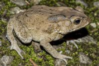 Duttaphrynus melanostictus, Kubah NP