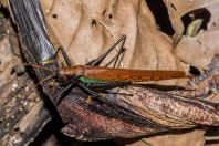 Orthoptera, Kubah NP