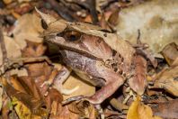 Megophrys nasuta, Kubah NP