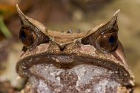 Megophrys nasuta, Kubah NP