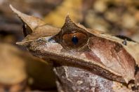 Megophrys nasuta, Kubah NP