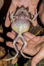 Megophrys nasuta, Kubah NP