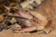 Megophrys nasuta, Kubah NP