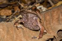 Megophrys nasuta, Kubah NP