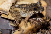 Fejervarya cancrivora, Kubah NP