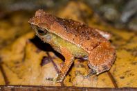 Kalophrynus heterochirus, Kubah NP