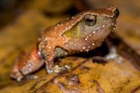 Kalophrynus heterochirus, Kubah NP