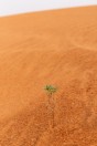 Rub' al Khali