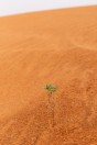 Rub' al Khali desert