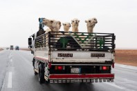 Camels, on the way to Hail