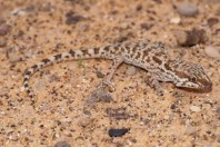 Bunopus tuberculatus, Al Quwarah