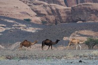 Camels, Hegra