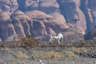 Camels, Hegra