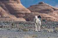 Camels, Hegra