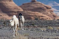 Camels, Hegra