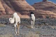 Camels, Hegra