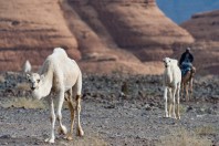 Camels, Hegra