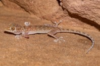 Ptyodactylus hasselquistii, Hegra