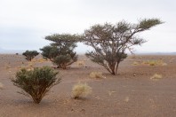 Acacia desert, Maqla