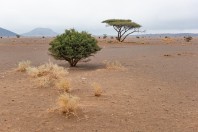 Acacia desert, Maqla