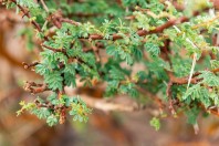 Acacia desert, Maqla