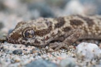 Bunopus tuberculatus, Az Zemah